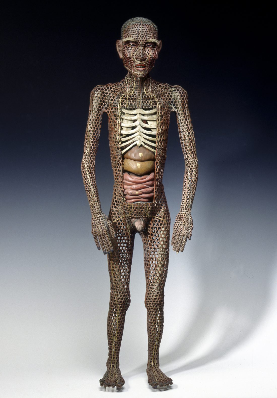 Medical doll, anatomy, organs