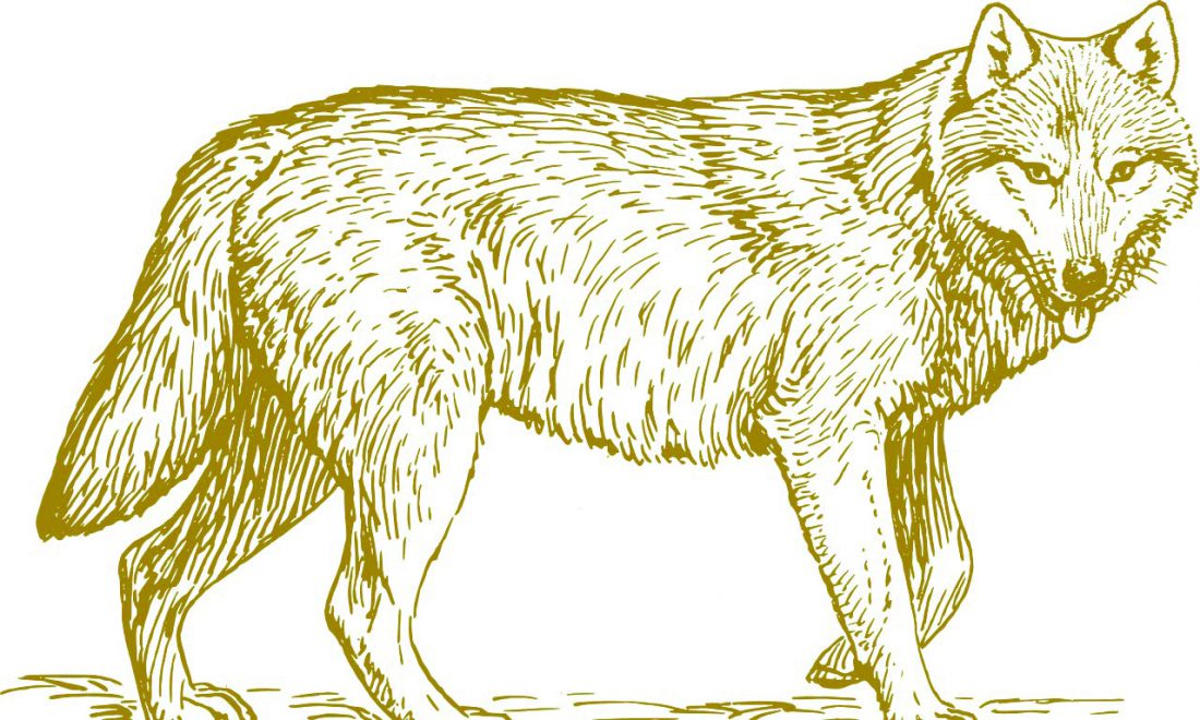 wolf-zeichnung-ocker CMYK – Wolf Wolf