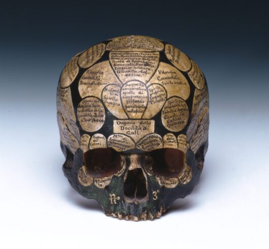 Skull on which the areas of the brain were inscribed in Italian