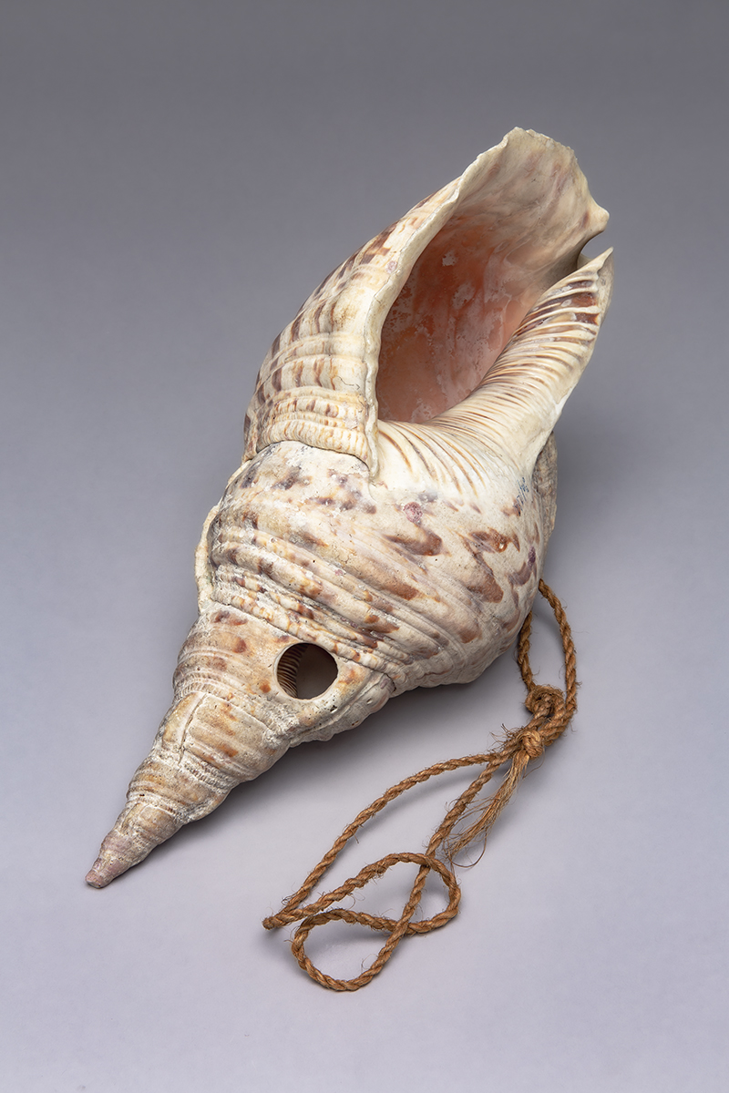 Triton trumpet, No place or date documented, Pacific Ocean