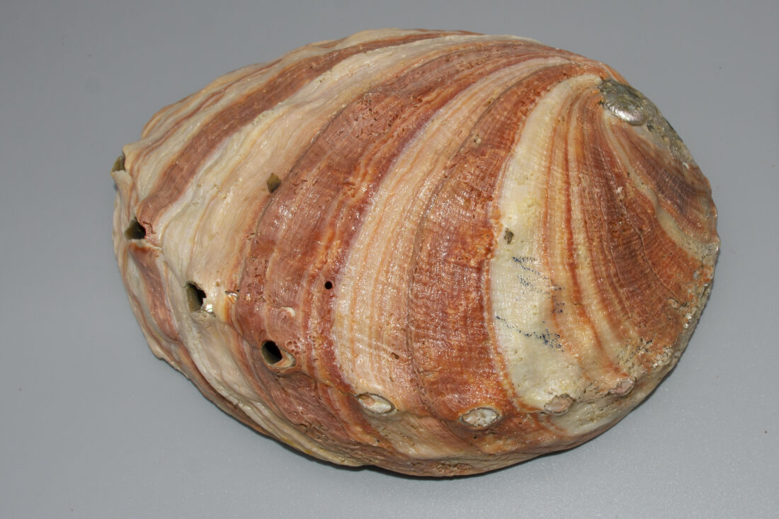 Abalone (Haliotis)
Indo-Pacific Ocean