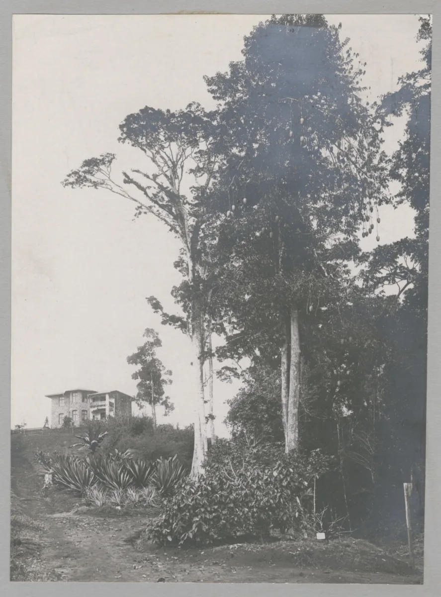 Director Stuhlmann’s house