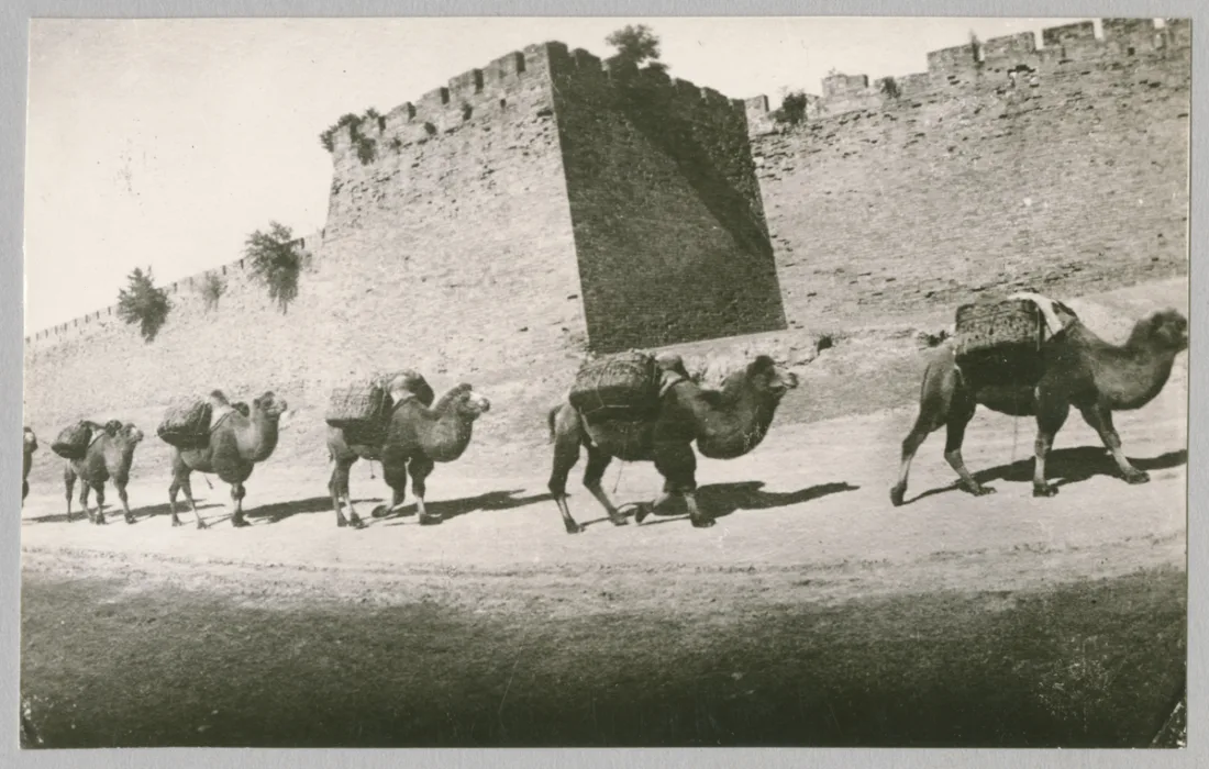 Historical photographer Camel caravan in front of the city wall